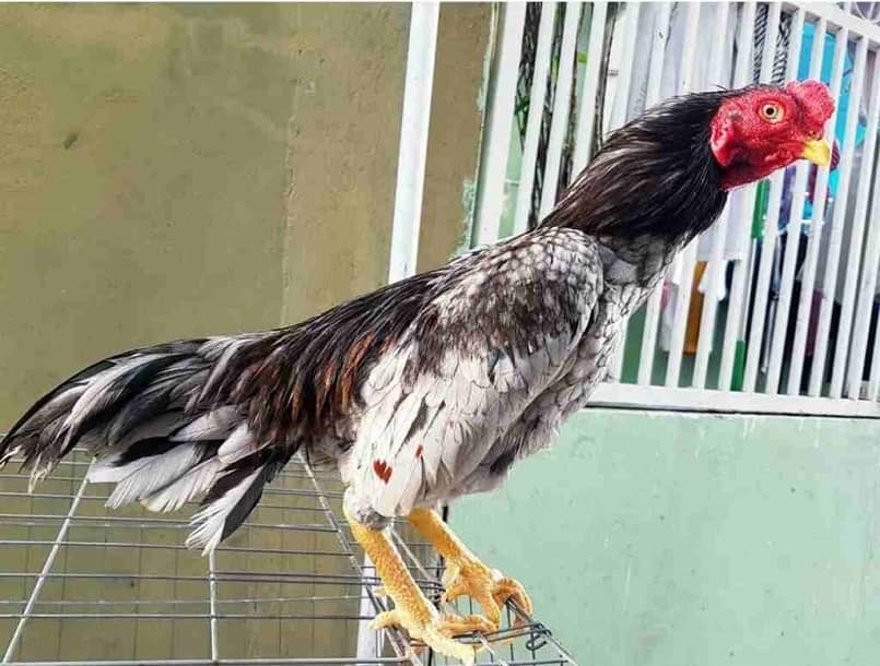 Bí quyết chăm sóc gà Shamo hiệu quả Bí quyết chăm sóc gà Shamo hiệu quả