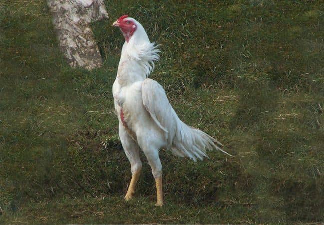 Gà Shamo là dòng quân kê đến từ đất nước mặt trời mọc Gà Shamo là dòng quân kê đến từ đất nước mặt trời mọc