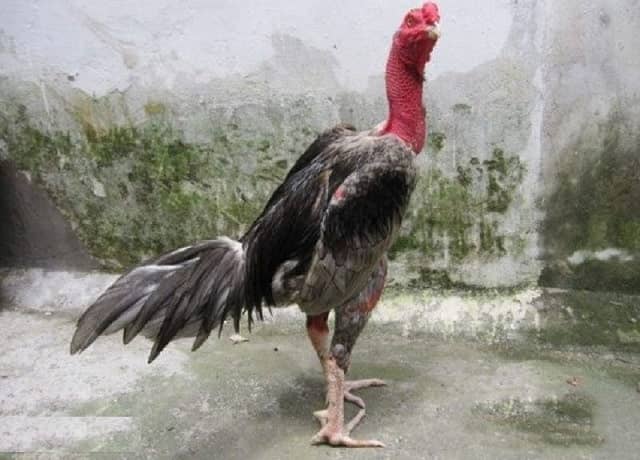 Xám Messi sở hữu đòn đá cực nhanh Xám Messi sở hữu đòn đá cực nhanh