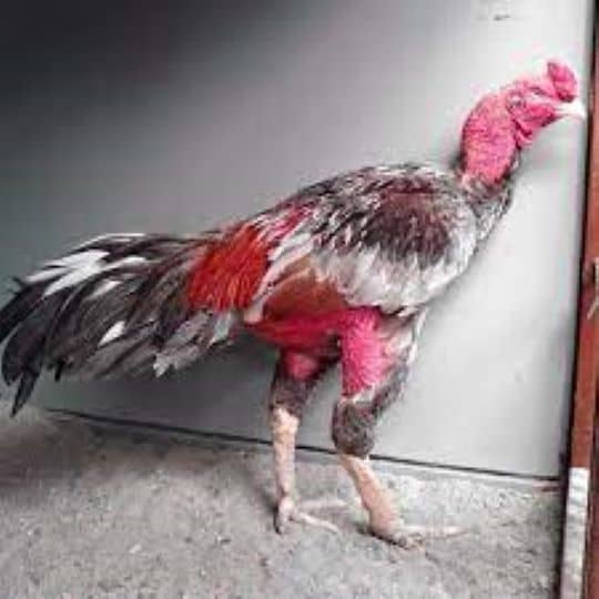 Xám Messi sở hữu bảng thành tích khủng Xám Messi sở hữu bảng thành tích khủng