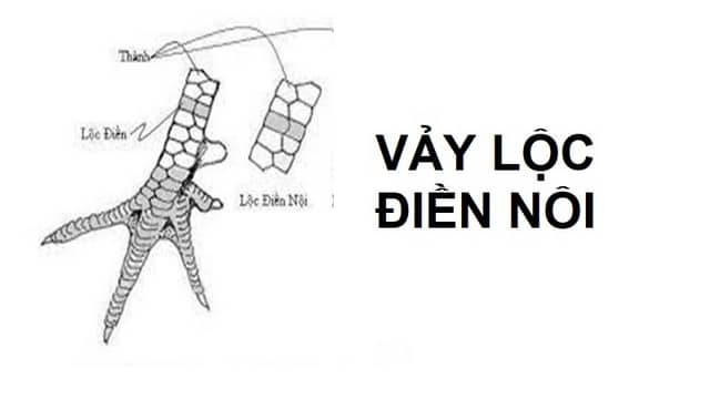 Vảy Lộc Điền Nội là loại vảy xuất hiện tại giữa hàng Quách và hàng Thành. Vảy Lộc Điền Nội là loại vảy xuất hiện tại giữa hàng Quách và hàng Thành.