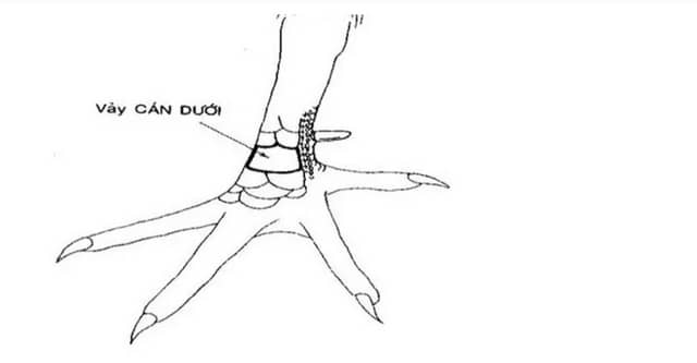 Những chú gà sở hữu loại vảy vấn cán dưới thường có tư chất kém cỏi, chậm chạp. Những chú gà sở hữu loại vảy vấn cán dưới thường có tư chất kém cỏi, chậm chạp.