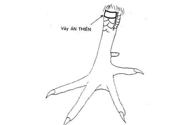 Vảy án thiên là một trong các loại vảy quý bậc nhất ở gà. Vảy án thiên là một trong các loại vảy quý bậc nhất ở gà.