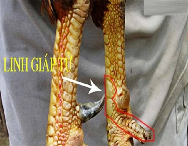 Vảy linh giáp tử thường chỉ có ở thần kê. Vảy linh giáp tử thường chỉ có ở thần kê.