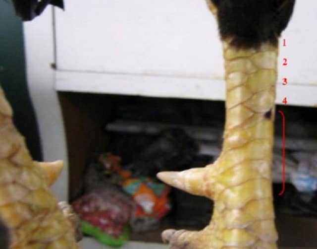 Gà sở hữu vảy kích Giáp và Thất Đao Thiên là một trong những chú gà thuộc hàng sát kê Gà sở hữu vảy kích Giáp và Thất Đao Thiên là một trong những chú gà thuộc hàng sát kê