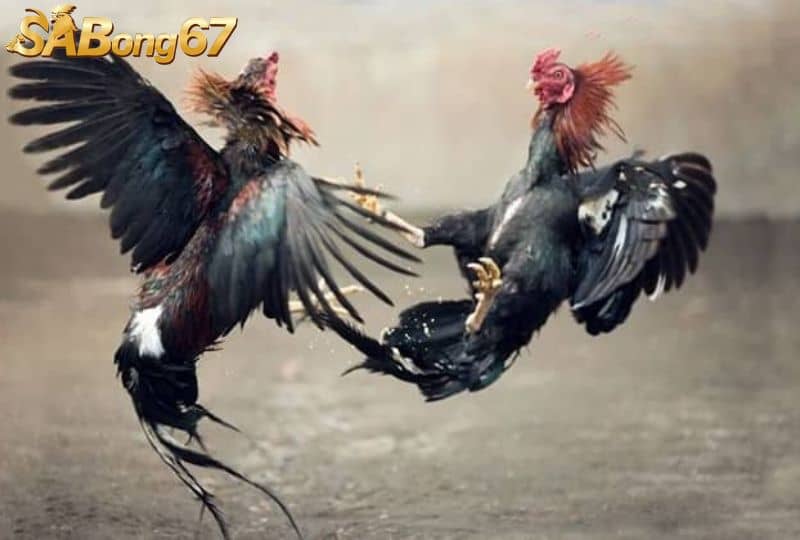 Hướng dẫn chăm sóc gà có vảy vấn cán hoành khai Hướng dẫn chăm sóc gà có vảy vấn cán hoành khai