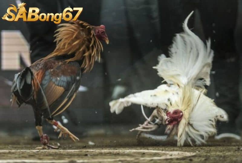 Có nhiều loại vảy khác nhau với những đặc điểm riêng Có nhiều loại vảy khác nhau với những đặc điểm riêng