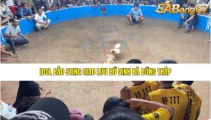 BẢO STING BỒ DINH BÀ NGÀY 21/6/2025