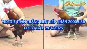 BỒ CPC3 29/6/2025