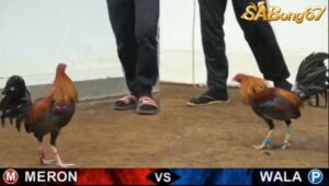 TRẬN 22 FG1 13/6/2025