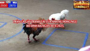 TRẬN GÀ GÂY TRANH CÃI TẠI BỒ DINH BÀ NGÀY 30/8/2025