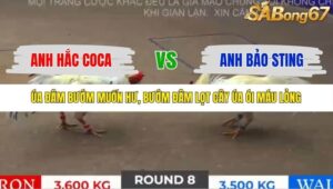 TRẬN 8 TONHON 18/10/2025