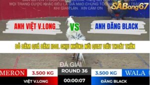 TRẬN 36 TONHON 28/11/2025