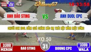 TRẬN 31 TONHON 3/12/2025