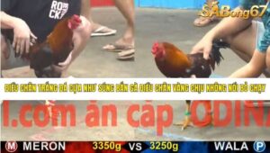 TRẬN 24 CPC5 15/1/2026