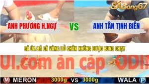 TRẬN 6 CPC5 14/1/2026