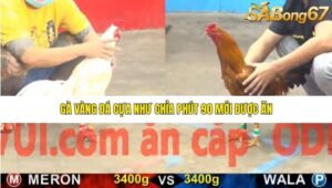 TRẬN 8 CPC5 15/1/2026