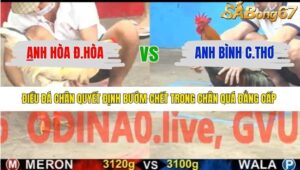 TRẬN 11 CPC5 12/1/2026