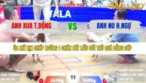 TRẬN 11 XÀ XÍA 9/1/2026