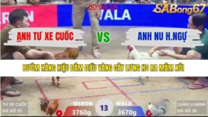 TRẬN 13 XÀ XÍA 12/1/2026