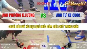 TRẬN 14 XÀ XÍA 24/1/2026