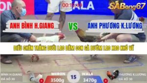 TRẬN 15 XÀ XÍA 19/1/2026