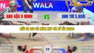 TRẬN 17 XÀ XÍA 24/1/2026