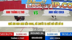 TRẬN 24 TONHON 28/1/2026