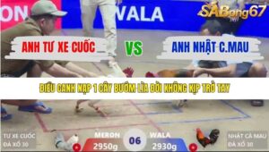 TRẬN 6 XÀ XÍA 17/1/2026