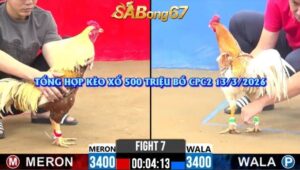 trận gà xổ 500 triệu của anh Tuấn Nhỏ