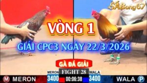 Vòng 1 giải gà tự do bồ C3