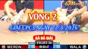 Vòng 2 giải gà tự do bồ C3