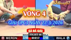 Vòng 4 giải gà tự do bồ C3